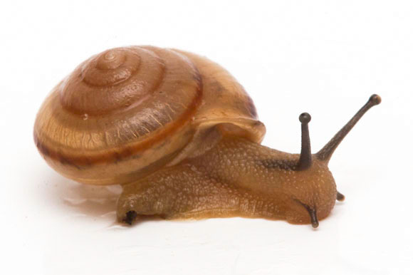 Bradybaena similaris Dalat, Vietnam